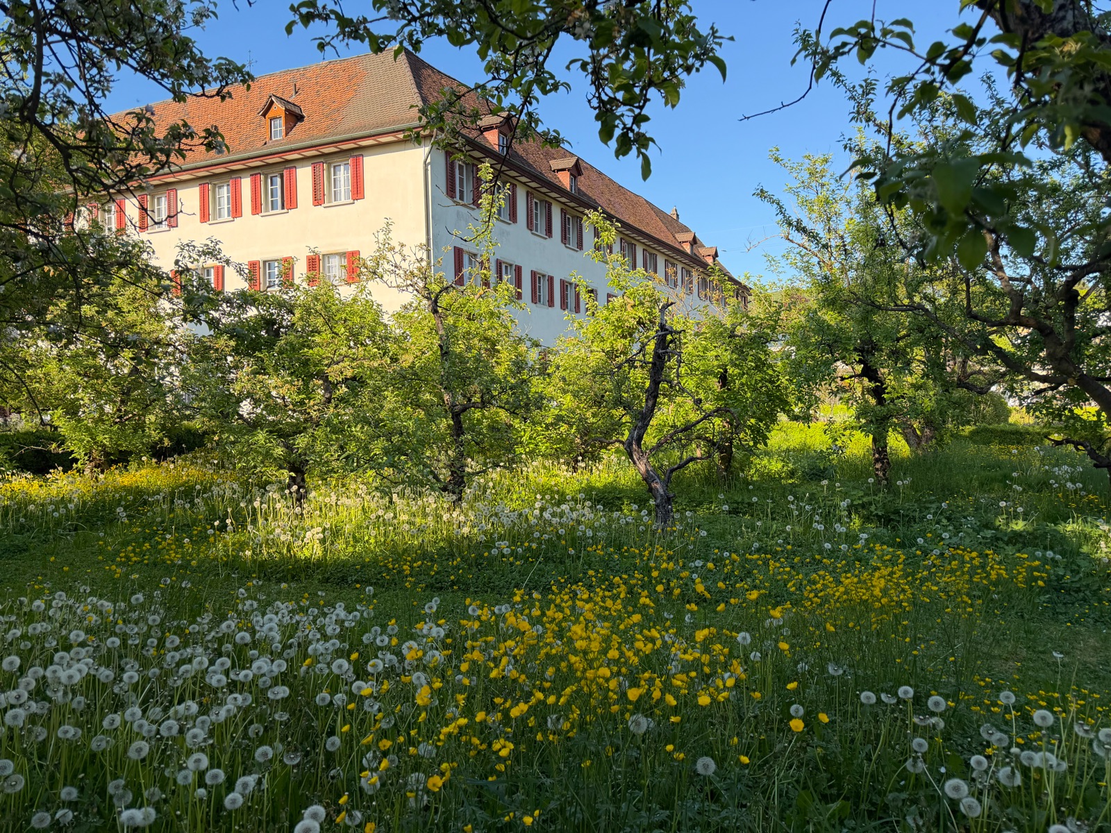 Klostergebäude mit roten Fensterläden hinter einer blühenden Obstwiese