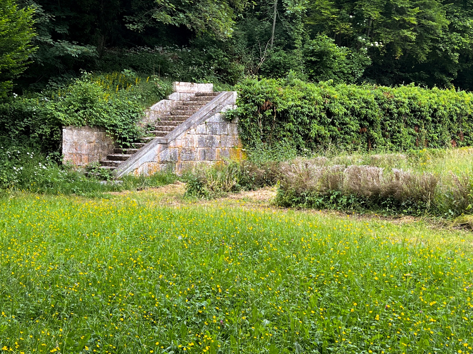 Alte Steintreppe am Waldrand, davor eine Blumenwiese